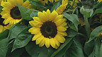 Kew Gardens