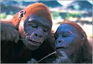 Paranthropus boisei