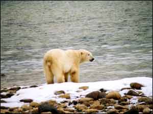 Polar bear on the watch for soup-bearing visitors