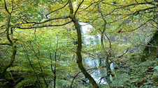 Rhaeadr Melincwrt (llun:Peter Jenkins) Rhaeadr Melincwrt (llun:Peter Jenkins)