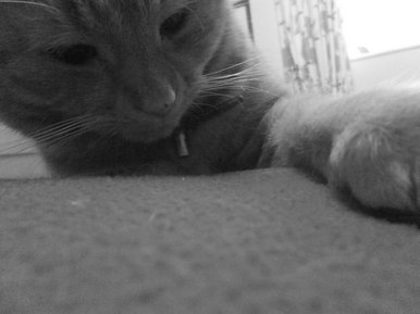 My Cat
