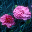 Dianthus, Pink