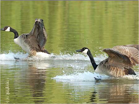 Canada Geese