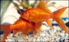 Ferocious fish