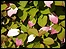 Actinidia kolomikta