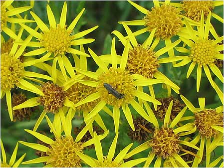 Ragwort
