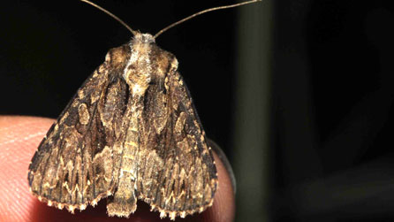 Brithyll tywyll