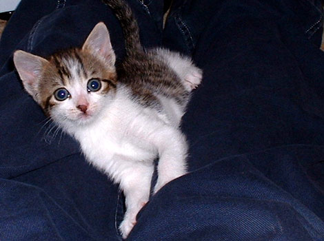 Babes at 8 weeks old 