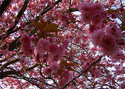 Overwhelmed by Cherry Blossoms Overwhelmed by Cherry Blossoms