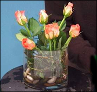 place roses in the vase