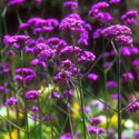 Verbena bonariensis, Verbena