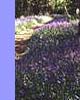 bluebells. 