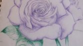 Purple rose Purple rose