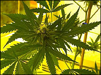 Folha de maconha