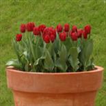 Tulips