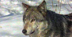 Grey Wolf