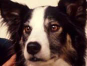 Read all about Shep
