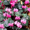 Cyclamen