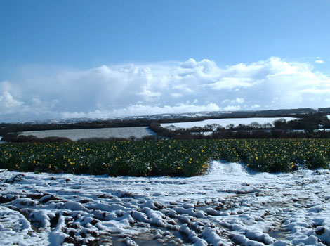 A snowy garden
