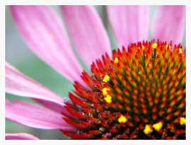 flower petals