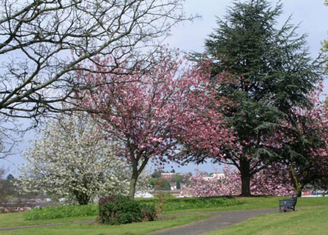 Blossom - Worcester