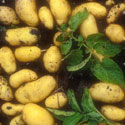 Solanum tuberosum, Potato