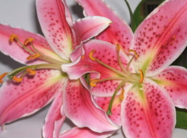 Lilly