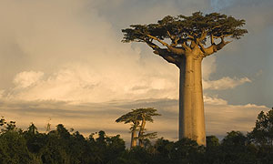 Baobab trees © Warwick Sloss