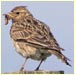 a skylark.
