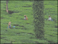 किसान