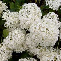 Hydrangea