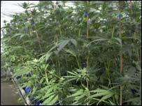 Folhas de maconha