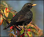 Blackbird