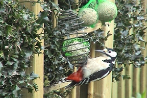 Abi’s hobby is watching the birds in her garden.  She’s worked hard to learn about and encourage the large variety of birds now visiting her.