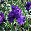 Iris 'Titan's Glory'