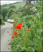 Poppies in Moss Mayo