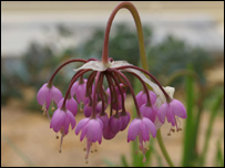 Allium Cernuum