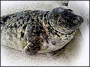 A seal found on Hull's Victoria Dock