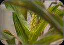 Sweetcorn