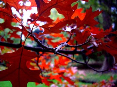 Autumn leaves