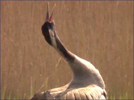 Crane calling