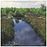 Thorne c/o Natural England and Peter Wakely