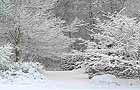 Snow covered garden