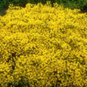 Genista