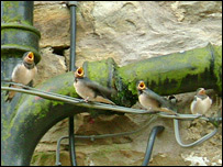 Swallows