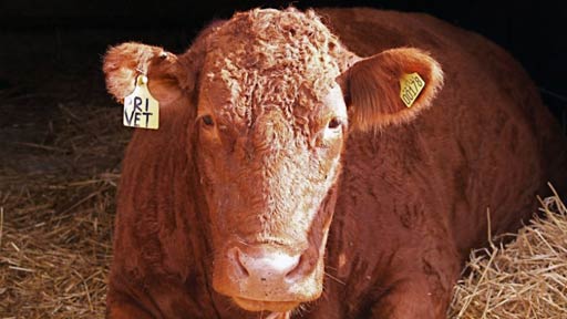 The Secret Life Of... Cows/Chickens/Pigs