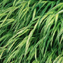Hakonechloa macra 'Aureola', Hakonechloa