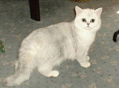 Casper