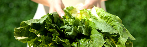 Lettuce