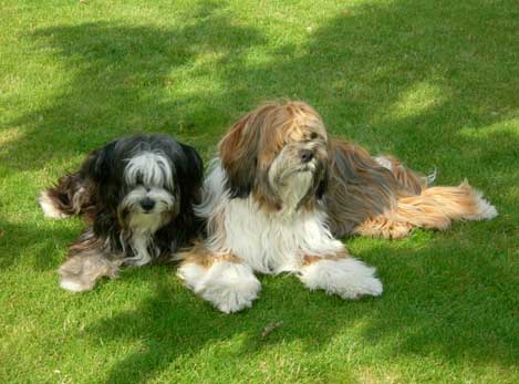 alfie